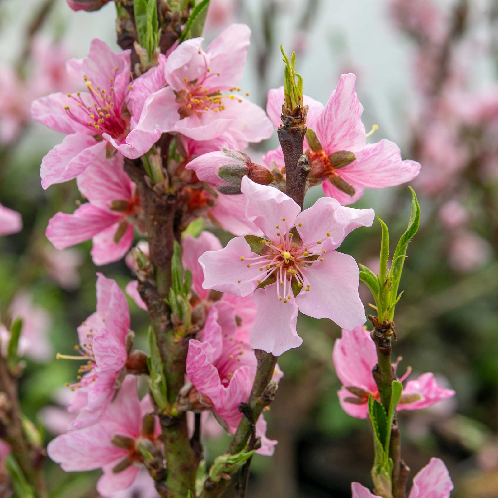 Peach 'sunset' - Patio Mini Stem Compact Peach | 1 x Tree