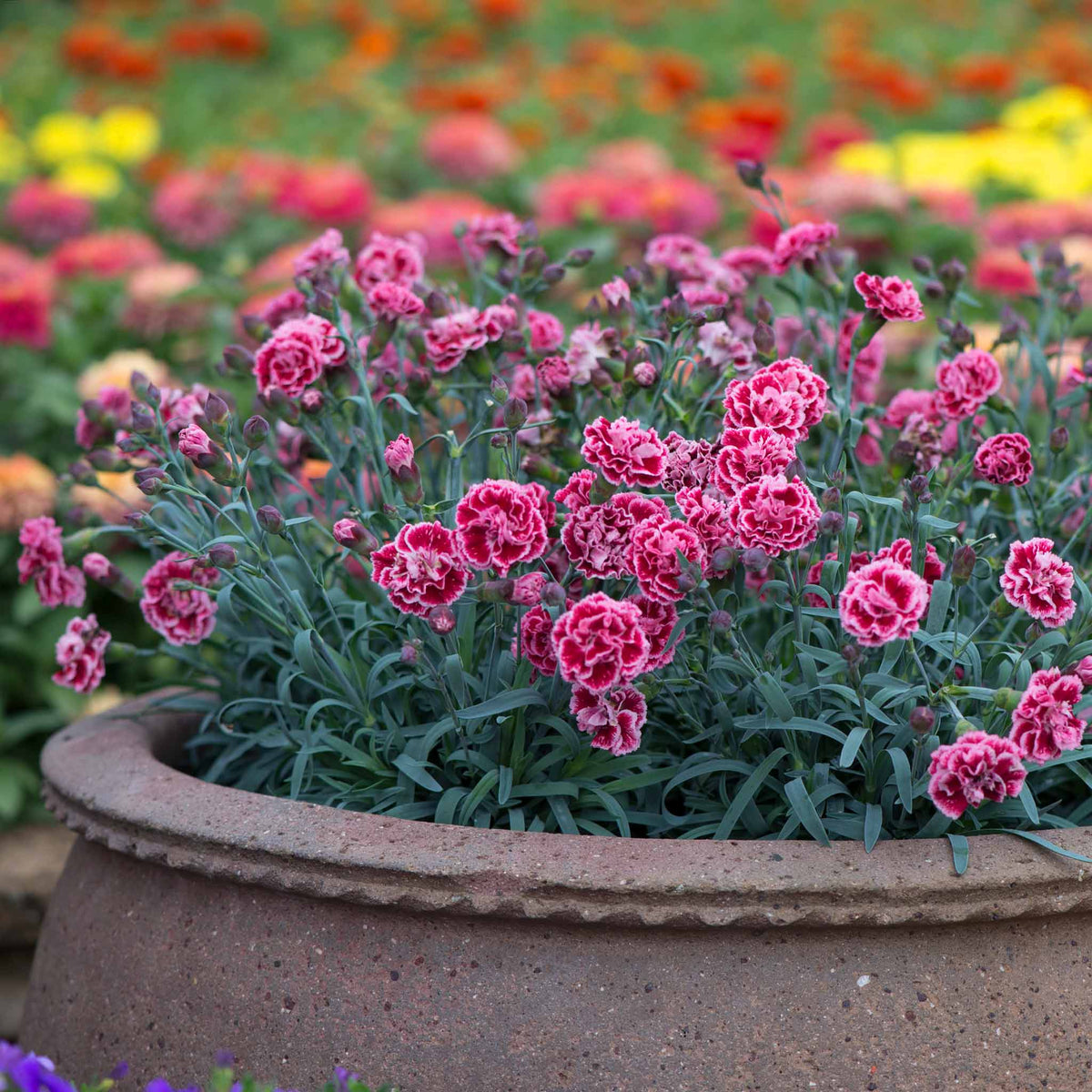 Dianthus 'pinks Scent First Sugar Plum' - Fragrant Compact Perennial Plug Plants | Set of 6 | Pink