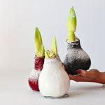 Amaryllis - Hippeastrum 'wax White' - Flower Bulb - Red | Set of 1 | Red