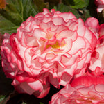 Begonia Nonstop Petticoat Garden Ready Plants | 24 x Garden Ready Plants