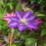 Clematis Multi Blue - A vigorous climbing vine with elegant textured blooms - 7cm pot | 3 x 7cm | Blue