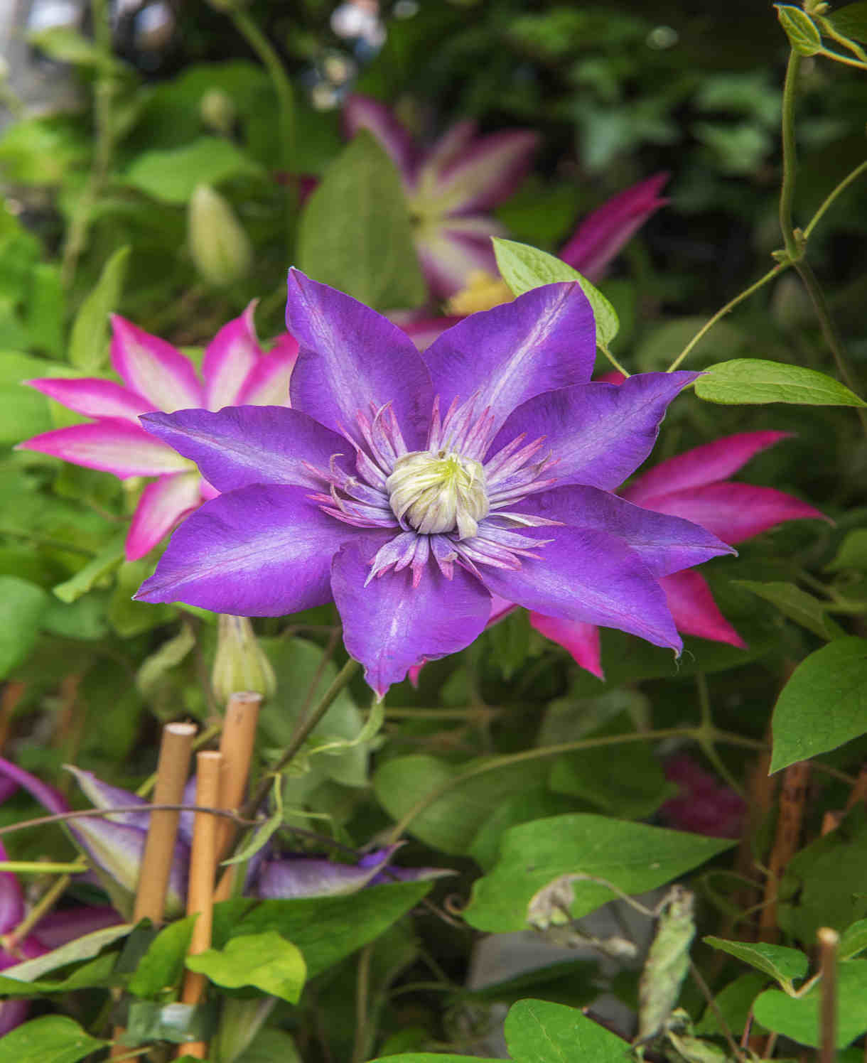 Clematis Multi Blue - A vigorous climbing vine with elegant textured blooms - 7cm pot | 3 x 7cm | Blue