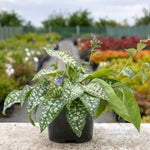 Pulmonaria 'trevi Fountain' 2l - Blue-flowering Shade Perennial | Set of 1 | Silver