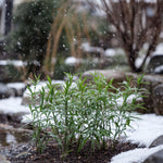 Dragonhead Bamboo - 3 Pcs. - Fargesia Rufa - Height 25-40cm - ⌀13cm | Set-of-3 | Green