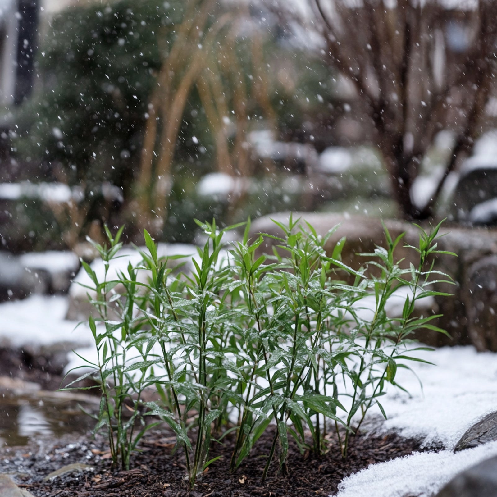 Dragonhead Bamboo - 6 Pcs. - Fargesia Rufa - Height 25-40cm - ⌀13cm | Set-of-6 | Green