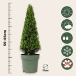Japanese Holly - Ilex Crenata 'Jenny' - Height 55-65cm - ⌀21cm | Set of 2 | Green