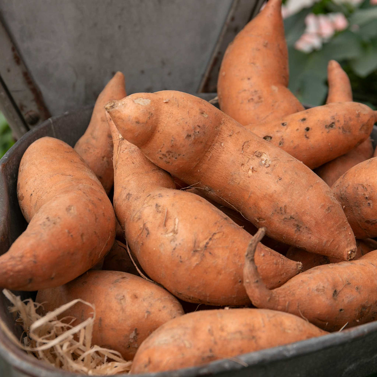 Sweet Potato 'orleans Orange'Plug Plants | Set of 5