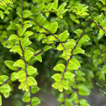 Direct Plants 10x Lonicera Nitida Box, Alternative Hedging Plants, Large Plants, Supplied In 2/3 Litre Pots