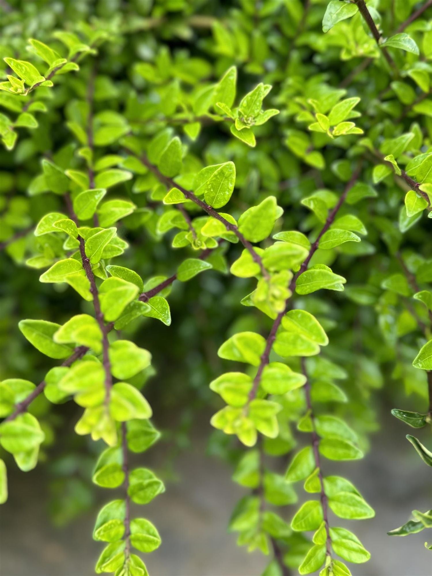 Direct Plants 10x Lonicera Nitida Box, Alternative Hedging Plants, Large Plants, Supplied In 2/3 Litre Pots