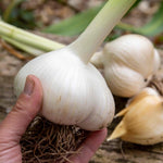 Elephant Garlic - Spring Planting, Mild Large Cloves | Set of 12 | Multi