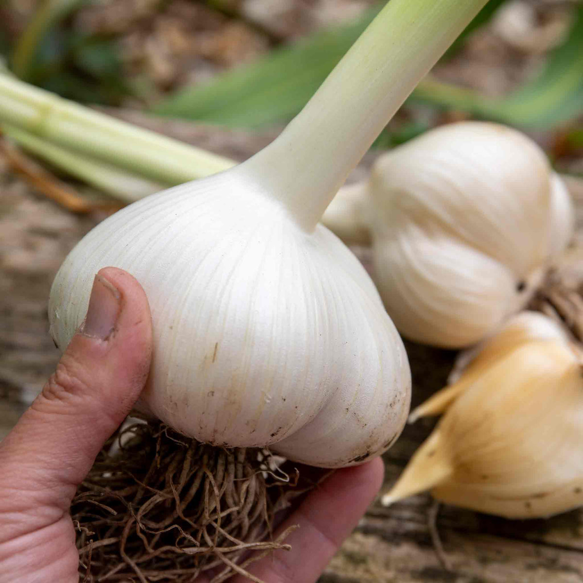 Elephant Garlic - Spring Planting, Mild Large Cloves | Set of 12 | Multi