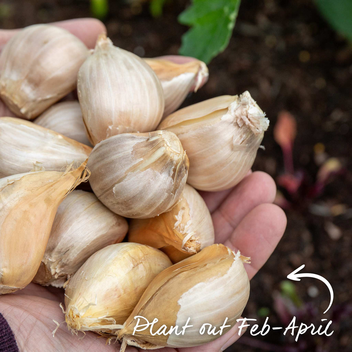 Elephant Garlic - Spring Planting, Mild Large Cloves | Set of 12 | Multi