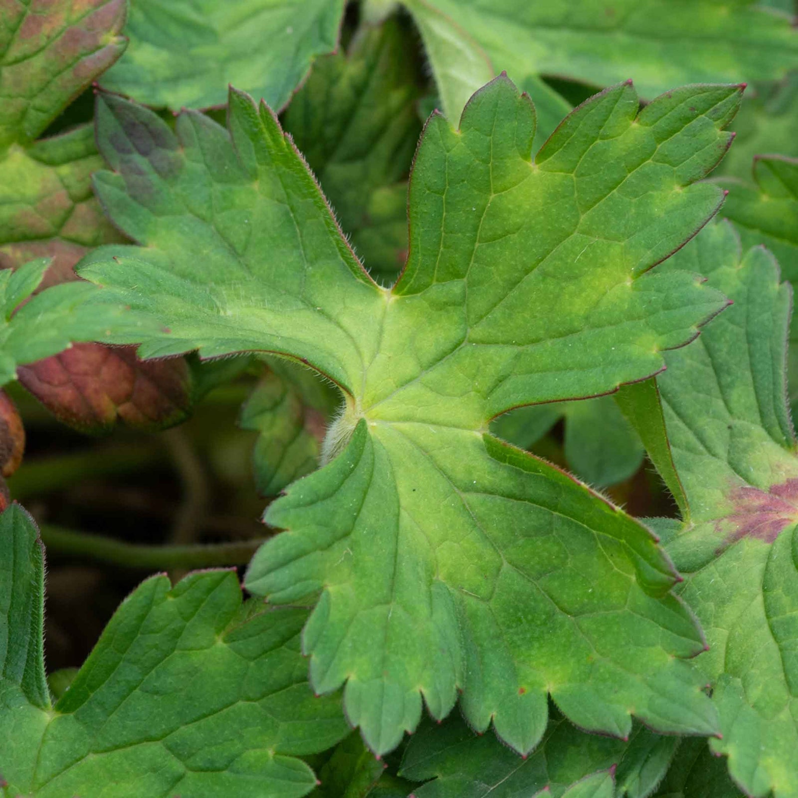 Geranium 'kelly-anne' - Pink Hardy Perennial (50cm) | 3 x 9cm