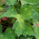 Geranium 'kelly-anne' - Pink Hardy Perennial (50cm) | 1 x 2L