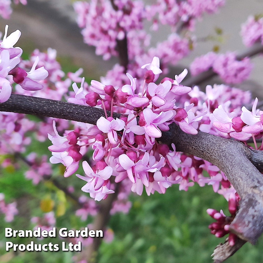 Cercis Chinensis 'avondale' | 1 x 9cm