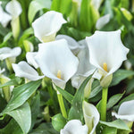Hayloft Zantedeschia Scented Lady - 9cm Pot