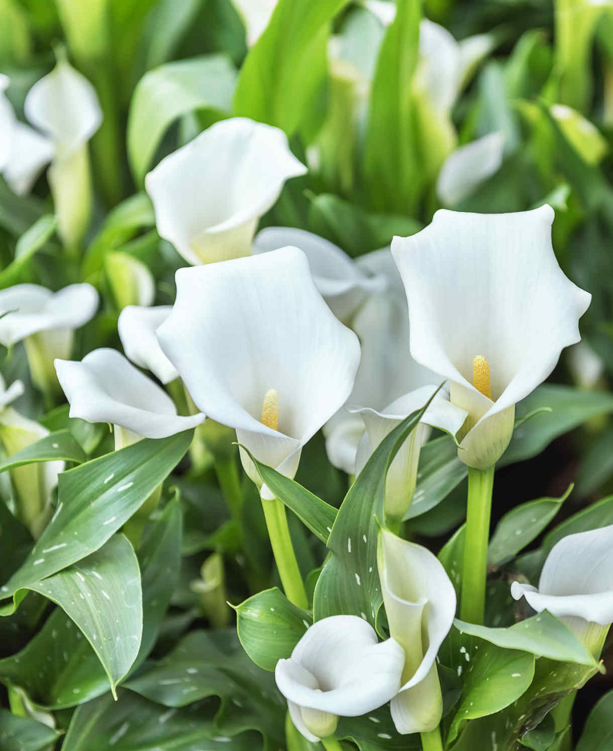 Hayloft Zantedeschia Scented Lady - 9cm Pot