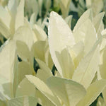 Euonymus 'himalaya' Evergreen Shrub - Hardy Low-maintenance | 1 x 9cm | Green & White