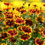 Coreopsis Grandiflora Solar Fancy - 3 X 9cm Pots
