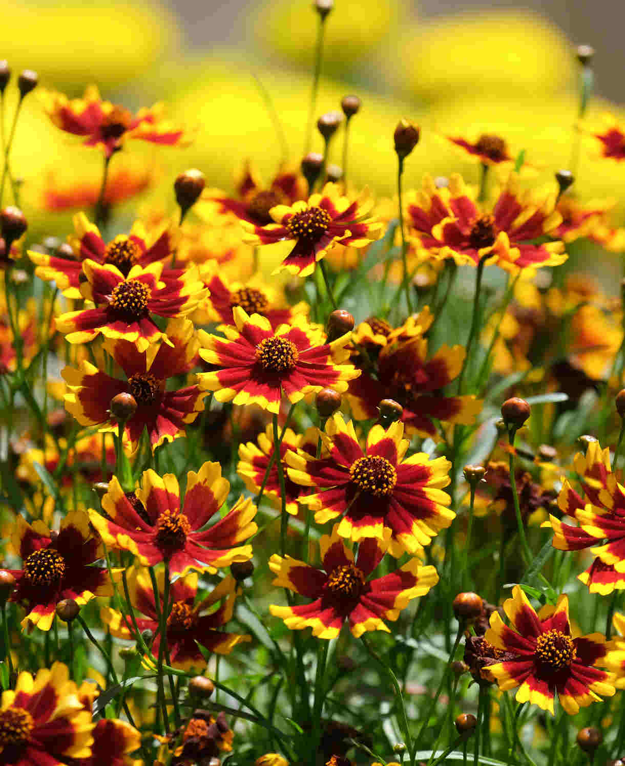 Coreopsis Grandiflora Solar Fancy - 3 X 9cm Pots