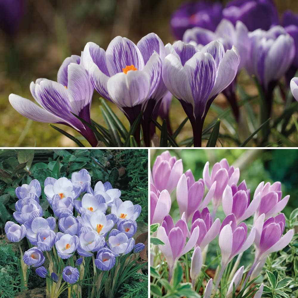 Thompson & Morgan Crocus Bicolour Mix Bulbs