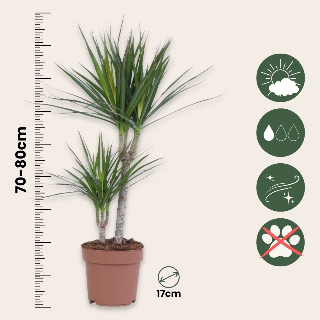 Madagascar Dragon Tree - Dracaena Marginata - Height 70-80cm - ⌀17cm | Set of 1 | Green