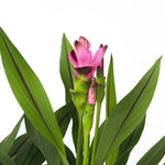 Thai Tulip - 4 Pcs. - Curcuma Alismatifolia 'siam Splash' - H40-60cm - ⌀13cm | Set of 4 | Pink