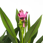 Thai Tulip - 4 Pcs. - Curcuma Alismatifolia 'siam Splash' - H40-60cm - ⌀13cm | Set-of-4 | Pink
