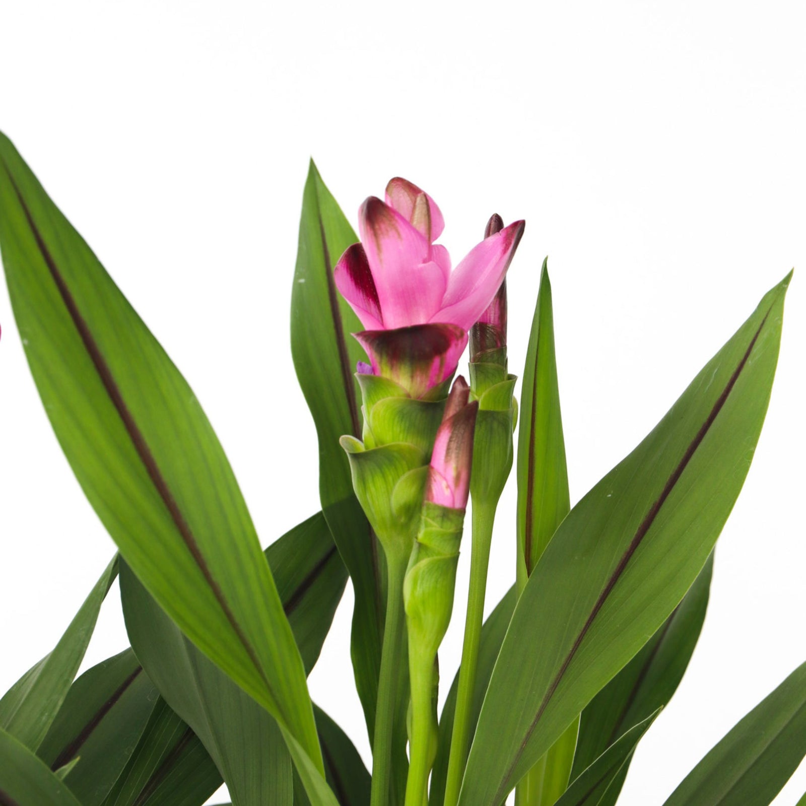Thai Tulip - 2 Pcs. - Curcuma Alismatifolia 'siam Splash' - H40-60cm - ⌀13cm | Set-of-2 | Pink