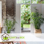 Umbrella Plant - 2 Pcs. - Cyperus Alternifolius - Height 40-50cm - ⌀14cm | Set-of-2 | Green