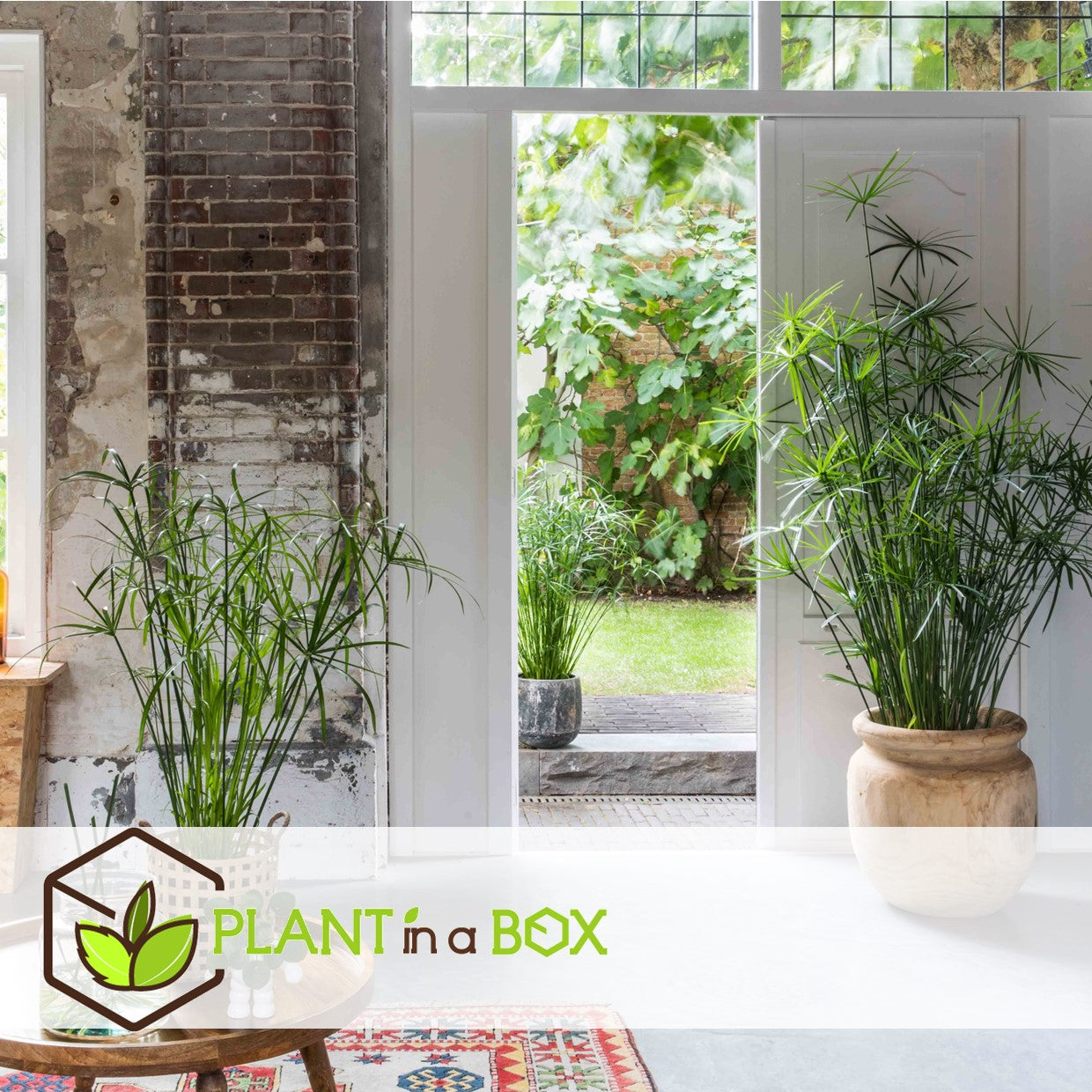 Umbrella Plant - 2 Pcs. - Cyperus Alternifolius - Height 40-50cm - ⌀14cm | Set-of-2 | Green