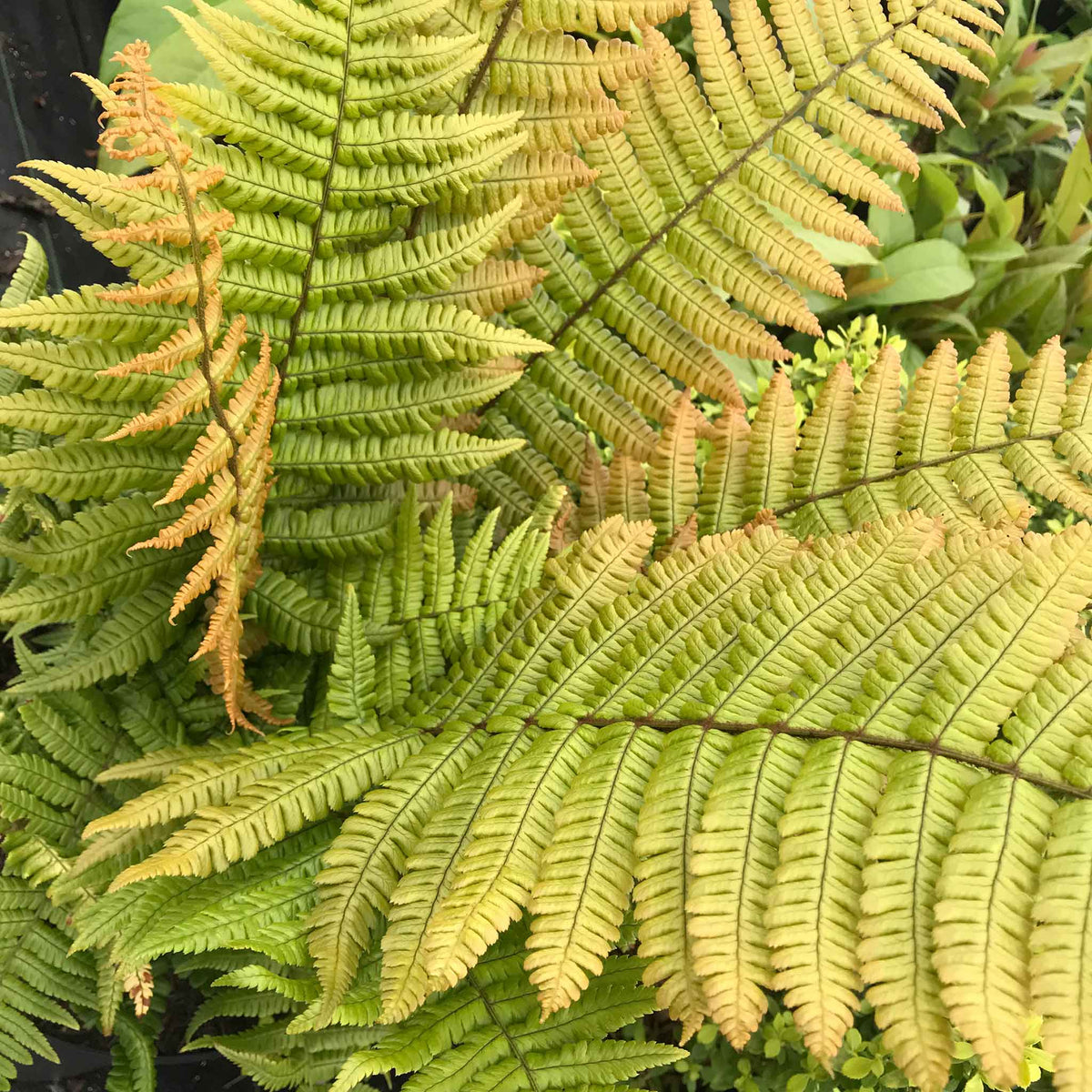 Dryopteris 'jurassic Gold' Fern | Set of 3 | Bronze