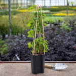 Blackcurrant 'titania' Plant | 1 x 2L | Black