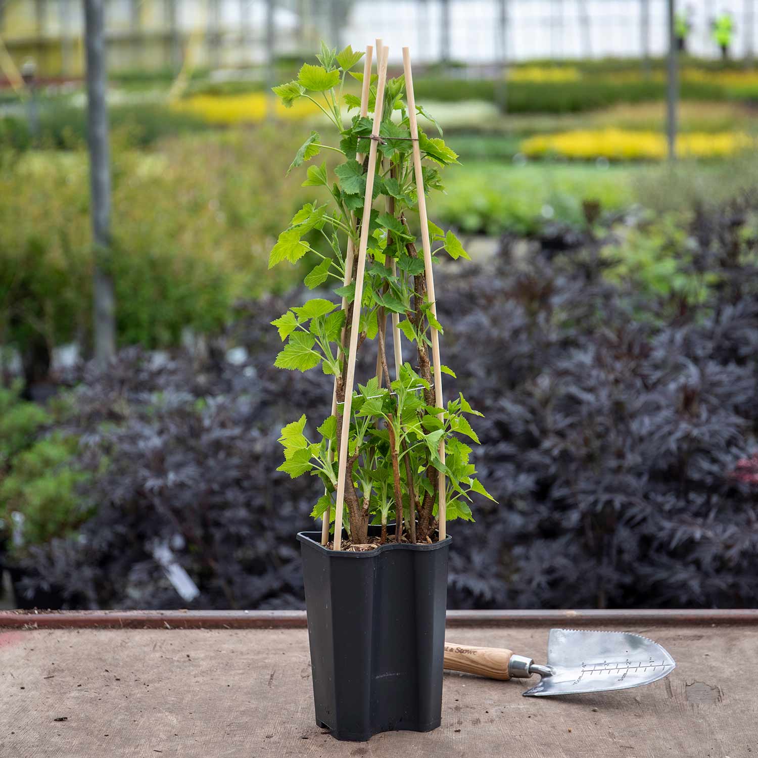 Blackcurrant 'titania' Plant | 1 x 2L | Black