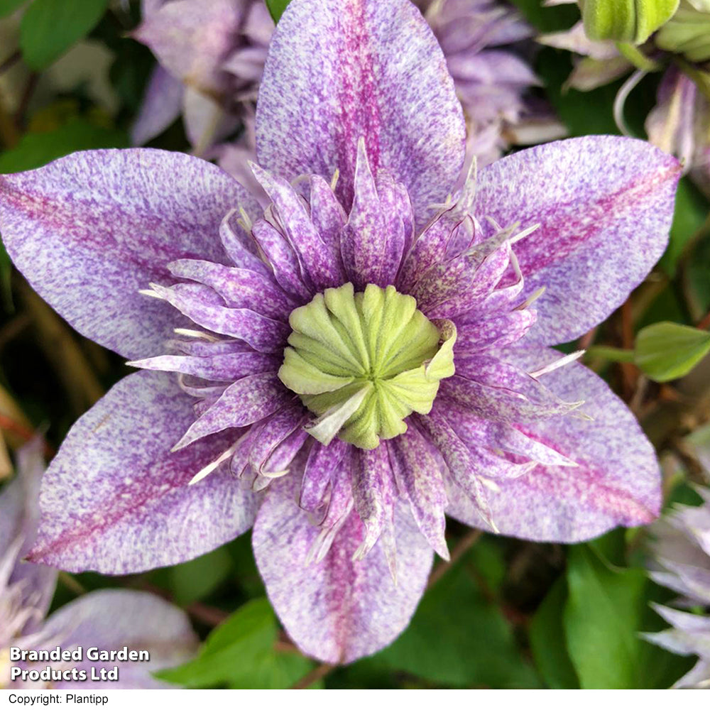 Clematis Mochi 9cm Pot | Set of 1