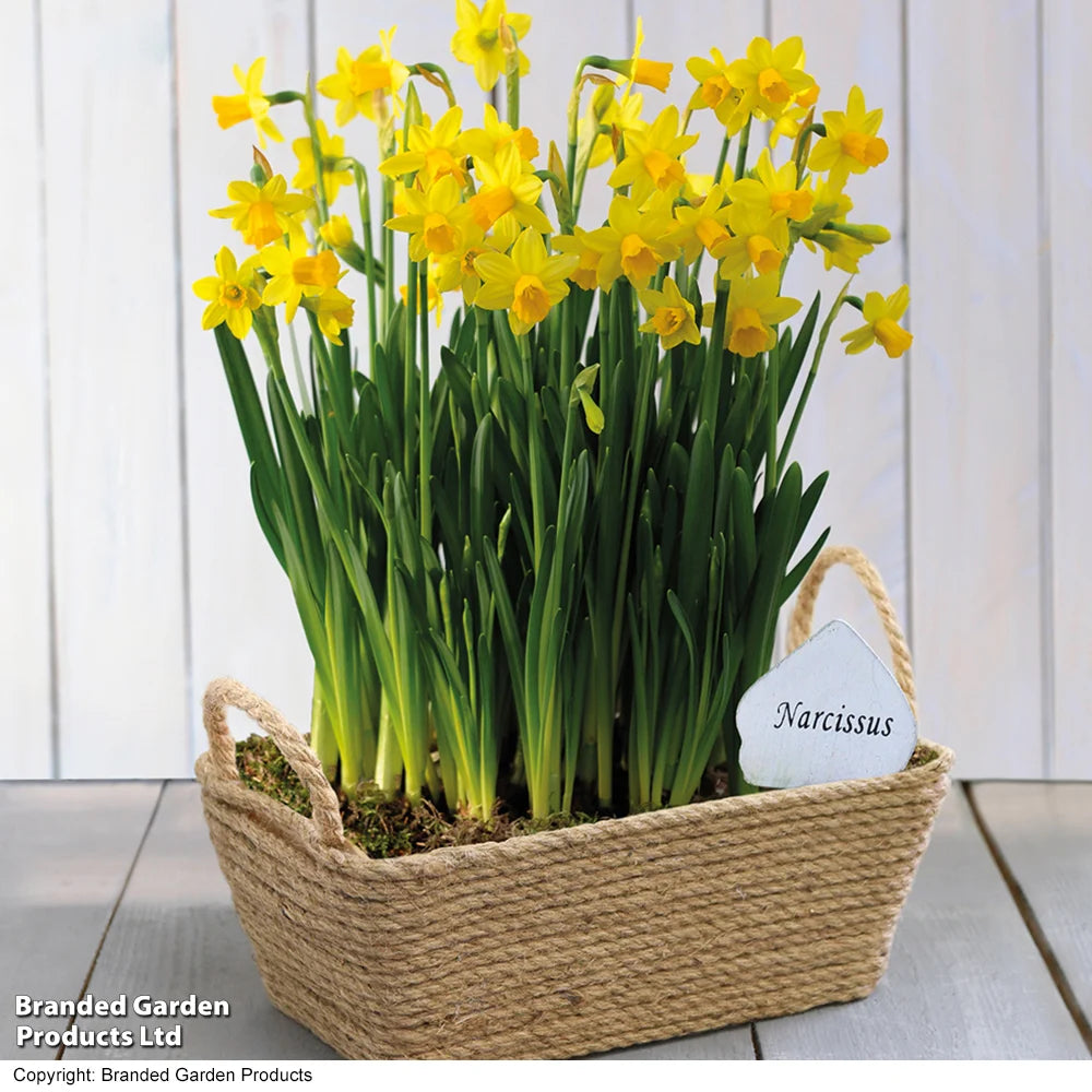 Narcissus 'tete-a-tete' | 20 x Bulbs