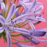 Hayloft Exclusive Agapanthus Collection - 3 Stunning African Lily Plants In 9cm Pots