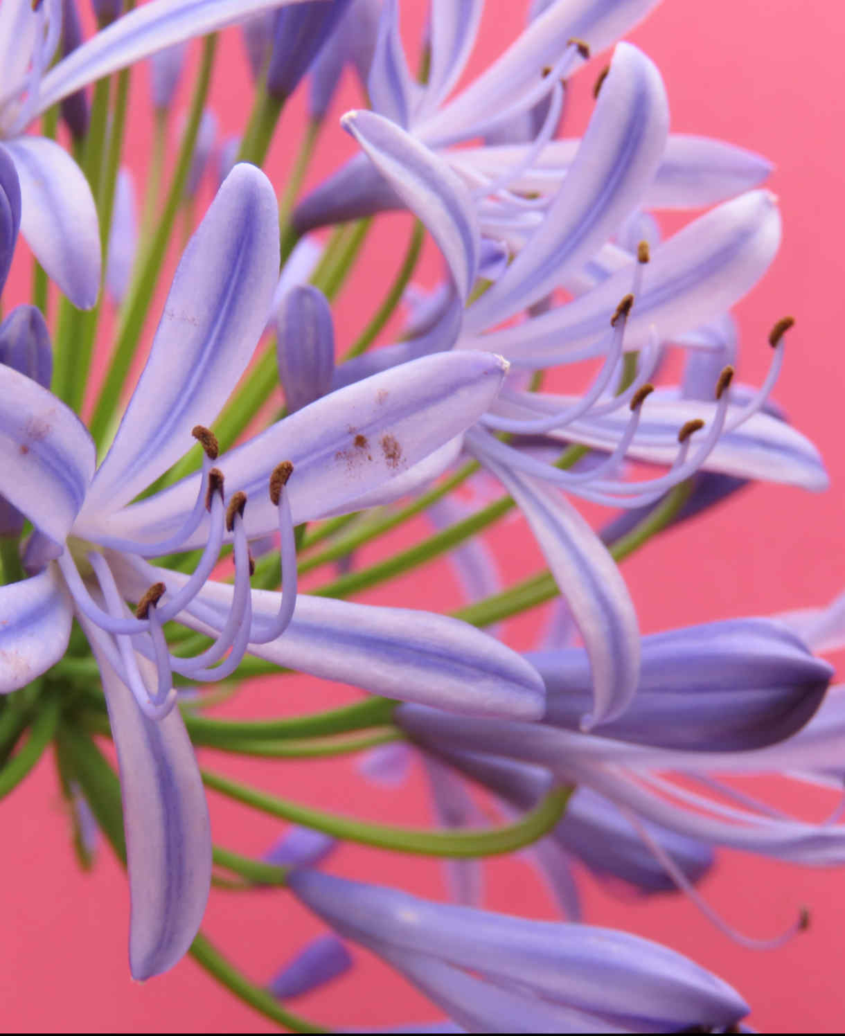 Hayloft Exclusive Agapanthus Collection - 3 Stunning African Lily Plants In 9cm Pots