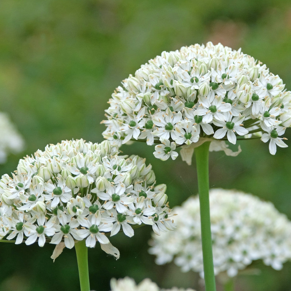 Allium Ultimate Mix - Pack Of 50 Mixed Allium Bulbs | 50 x Bulbs | Multi