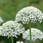 Allium Ultimate Mix - Pack Of 100 Mixed Allium Bulbs