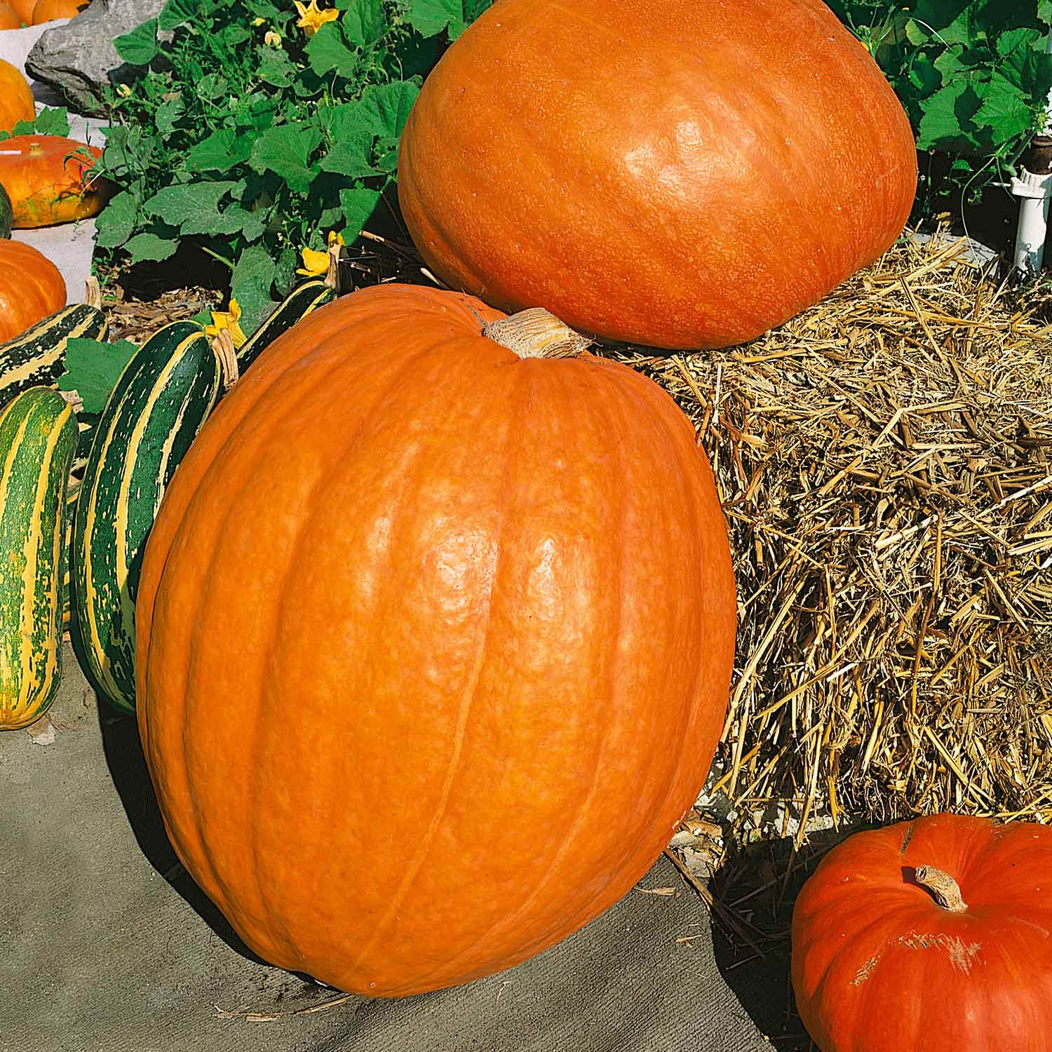 Pumpkin 'prizewinner' Giant Competition Variety | 6 x Jumbo Plugs | Orange