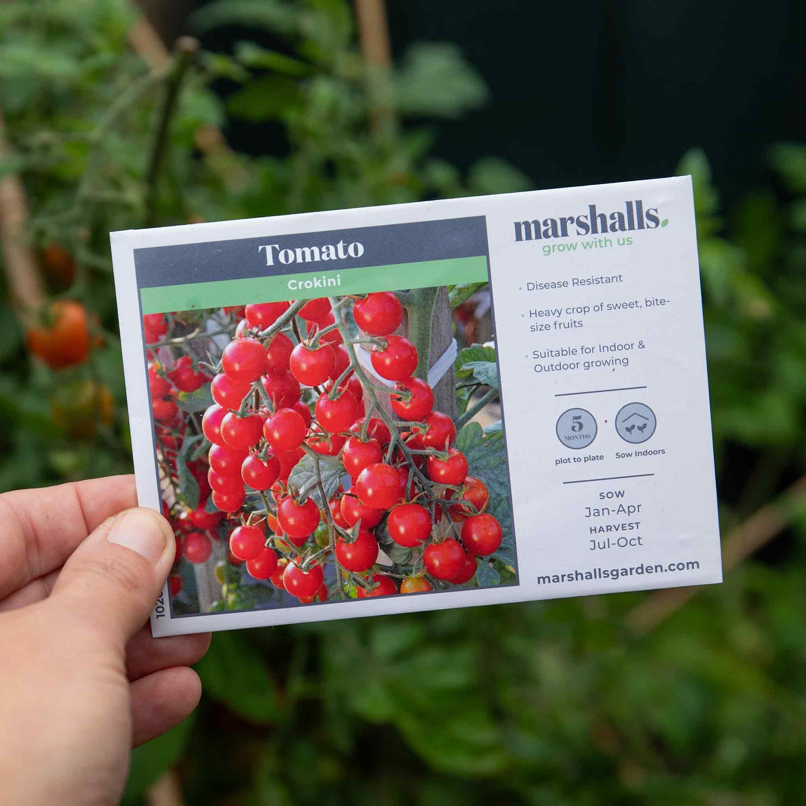 Tomato Crokini - Cherry Cordon Seeds | 8 Seeds