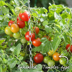 Tomato Seeds 'terenzo' F1 | 8 Seeds