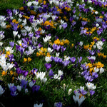 Bumper Bulb Collection - 105 Bulbs