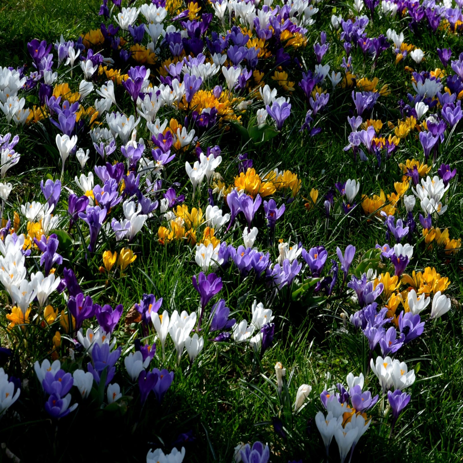 Bumper Bulb Collection - 105 Bulbs