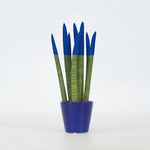 Snake Plant Velvet Touch - Sansevieria Cylindrica - Height 20-40cm - ⌀9cm | Blue