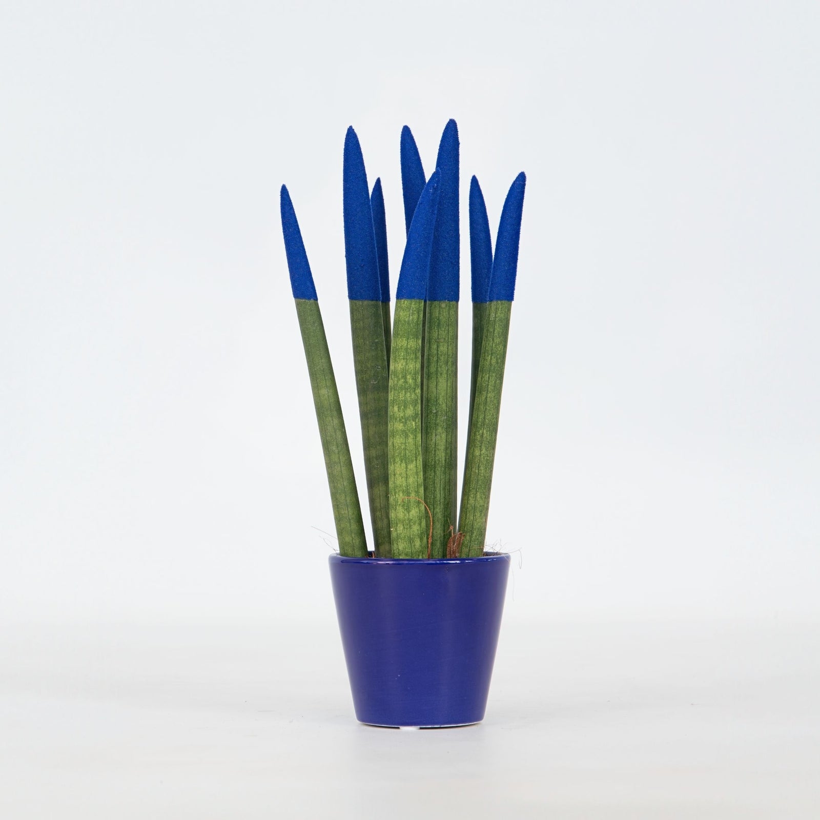 Snake Plant Velvet Touch - Sansevieria Cylindrica - Height 20-40cm - ⌀9cm | Blue