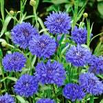 Cornflower Wildflower - Blue, Pollinator-friendly Seeds | 100 Seeds