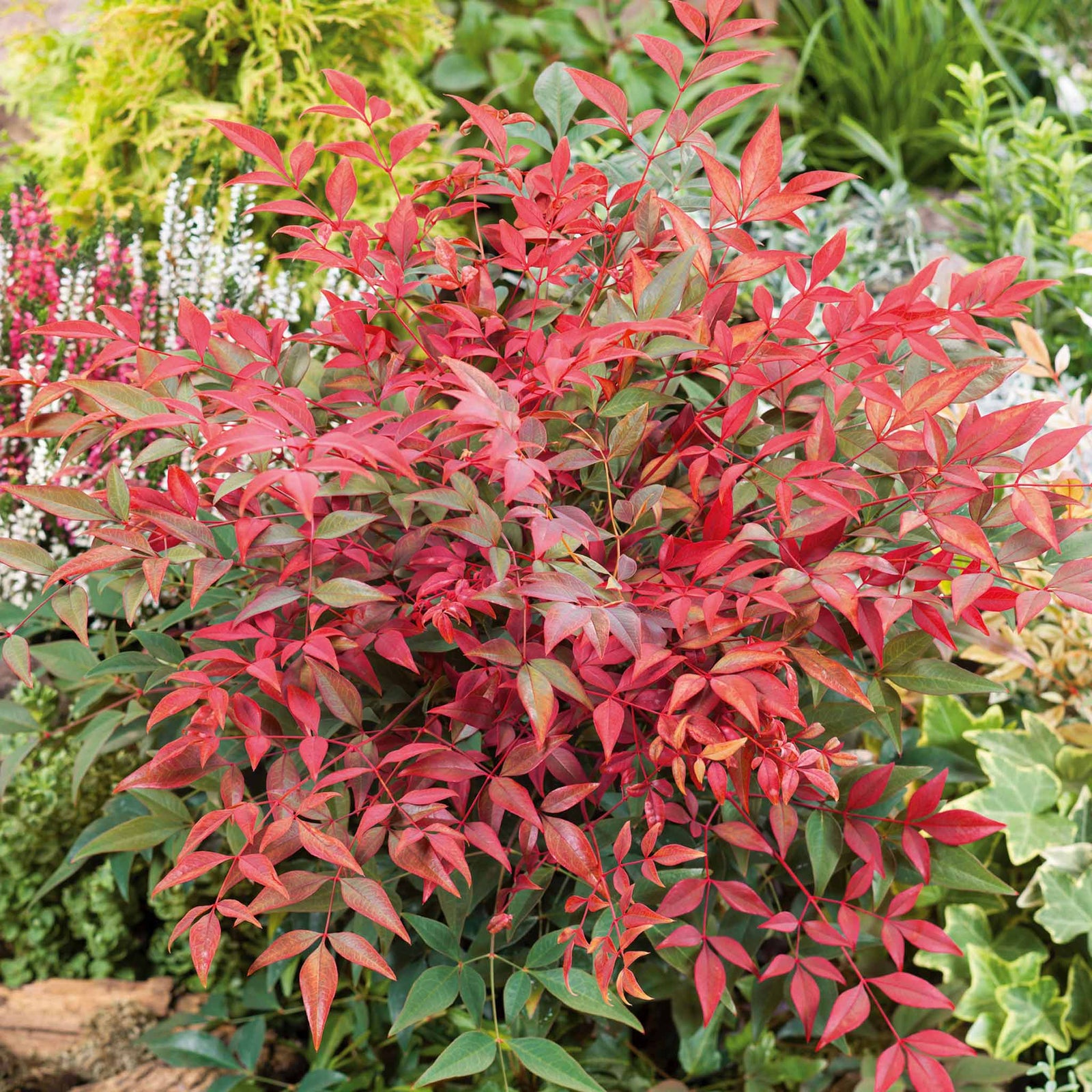 Nandina Domestica 'obsessed' Compact Evergreen For Containers And Borders | 1 x 3L | Red