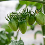 Tropical Ruby Bush Tomato Plant (semi-determinate, Sweet Plum Tomatoes) Jumbo Plugs | Set of 6 | Red